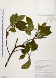 中文名:白臼(S018420)學名:Sapium discolor Muell.-Arg.(S018420)英文名:Taiwan Sapium, Taiwan Tallow-tree