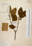 中文名:白臼(S019892)學名:Sapium discolor Muell.-Arg.(S019892)英文名:Taiwan Sapium, Taiwan Tallow-tree