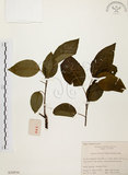 中文名:白臼(S020934)學名:Sapium discolor Muell.-Arg.(S020934)英文名:Taiwan Sapium, Taiwan Tallow-tree