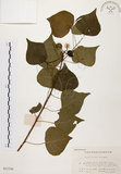 中文名:白臼(S021530)學名:Sapium discolor Muell.-Arg.(S021530)英文名:Taiwan Sapium, Taiwan Tallow-tree