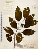 中文名:白臼(S023623)學名:Sapium discolor Muell.-Arg.(S023623)英文名:Taiwan Sapium, Taiwan Tallow-tree