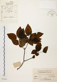 中文名:白臼(S023963)學名:Sapium discolor Muell.-Arg.(S023963)英文名:Taiwan Sapium, Taiwan Tallow-tree