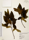 中文名:白臼(S028719)學名:Sapium discolor Muell.-Arg.(S028719)英文名:Taiwan Sapium, Taiwan Tallow-tree