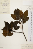 中文名:白臼(S028796)學名:Sapium discolor Muell.-Arg.(S028796)英文名:Taiwan Sapium, Taiwan Tallow-tree