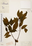 中文名:白臼(S028961)學名:Sapium discolor Muell.-Arg.(S028961)英文名:Taiwan Sapium, Taiwan Tallow-tree