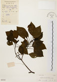 中文名:白臼(S029359)學名:Sapium discolor Muell.-Arg.(S029359)英文名:Taiwan Sapium, Taiwan Tallow-tree