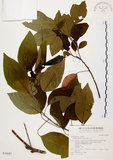 中文名:白臼(S030683)學名:Sapium discolor Muell.-Arg.(S030683)英文名:Taiwan Sapium, Taiwan Tallow-tree