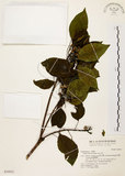 中文名:白臼(S030921)學名:Sapium discolor Muell.-Arg.(S030921)英文名:Taiwan Sapium, Taiwan Tallow-tree
