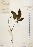 中文名:白臼(S033140)學名:Sapium discolor Muell.-Arg.(S033140)英文名:Taiwan Sapium, Taiwan Tallow-tree