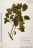 中文名:白臼(S034112)學名:Sapium discolor Muell.-Arg.(S034112)英文名:Taiwan Sapium, Taiwan Tallow-tree