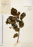 中文名:白臼(S038964)學名:Sapium discolor Muell.-Arg.(S038964)英文名:Taiwan Sapium, Taiwan Tallow-tree