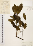 中文名:白臼(S039054)學名:Sapium discolor Muell.-Arg.(S039054)英文名:Taiwan Sapium, Taiwan Tallow-tree