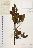 中文名:白臼(S039227)學名:Sapium discolor Muell.-Arg.(S039227)英文名:Taiwan Sapium, Taiwan Tallow-tree