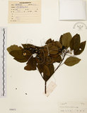 中文名:白臼(S040672)學名:Sapium discolor Muell.-Arg.(S040672)英文名:Taiwan Sapium, Taiwan Tallow-tree