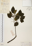 中文名:白臼(S040760)學名:Sapium discolor Muell.-Arg.(S040760)英文名:Taiwan Sapium, Taiwan Tallow-tree