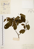 中文名:白臼(S042313)學名:Sapium discolor Muell.-Arg.(S042313)英文名:Taiwan Sapium, Taiwan Tallow-tree