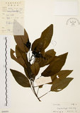 中文名:白臼(S044454)學名:Sapium discolor Muell.-Arg.(S044454)英文名:Taiwan Sapium, Taiwan Tallow-tree