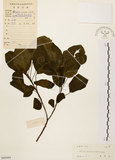 中文名:白臼(S045444)學名:Sapium discolor Muell.-Arg.(S045444)英文名:Taiwan Sapium, Taiwan Tallow-tree