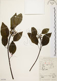 中文名:白臼(S053256)學名:Sapium discolor Muell.-Arg.(S053256)英文名:Taiwan Sapium, Taiwan Tallow-tree