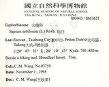 中文名:白臼(S053631)學名:Sapium discolor Muell.-Arg.(S053631)英文名:Taiwan Sapium, Taiwan Tallow-tree
