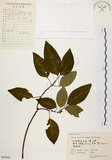 中文名:白臼(S060806)學名:Sapium discolor Muell.-Arg.(S060806)英文名:Taiwan Sapium, Taiwan Tallow-tree