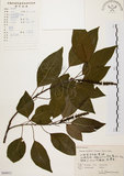 中文名:白臼(S060812)學名:Sapium discolor Muell.-Arg.(S060812)英文名:Taiwan Sapium, Taiwan Tallow-tree
