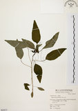 中文名:白臼(S064615)學名:Sapium discolor Muell.-Arg.(S064615)英文名:Taiwan Sapium, Taiwan Tallow-tree