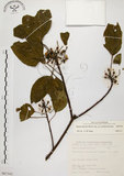 中文名:白臼(S067342)學名:Sapium discolor Muell.-Arg.(S067342)英文名:Taiwan Sapium, Taiwan Tallow-tree