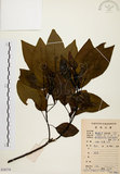中文名:白臼(S078779)學名:Sapium discolor Muell.-Arg.(S078779)英文名:Taiwan Sapium, Taiwan Tallow-tree