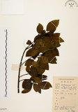 中文名:白臼(S079270)學名:Sapium discolor Muell.-Arg.(S079270)英文名:Taiwan Sapium, Taiwan Tallow-tree