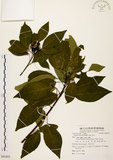 中文名:白臼(S081852)學名:Sapium discolor Muell.-Arg.(S081852)英文名:Taiwan Sapium, Taiwan Tallow-tree