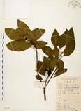 中文名:白臼(S083487)學名:Sapium discolor Muell.-Arg.(S083487)英文名:Taiwan Sapium, Taiwan Tallow-tree