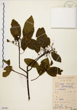 中文名:白臼(S083882)學名:Sapium discolor Muell.-Arg.(S083882)英文名:Taiwan Sapium, Taiwan Tallow-tree