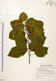 中文名:白臼(S084255)學名:Sapium discolor Muell.-Arg.(S084255)英文名:Taiwan Sapium, Taiwan Tallow-tree