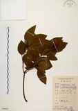 中文名:白臼(S084655)學名:Sapium discolor Muell.-Arg.(S084655)英文名:Taiwan Sapium, Taiwan Tallow-tree