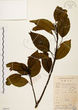 中文名:白臼(S086416)學名:Sapium discolor Muell.-Arg.(S086416)英文名:Taiwan Sapium, Taiwan Tallow-tree