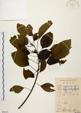 中文名:白臼(S086491)學名:Sapium discolor Muell.-Arg.(S086491)英文名:Taiwan Sapium, Taiwan Tallow-tree