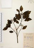 中文名:白臼(S086528)學名:Sapium discolor Muell.-Arg.(S086528)英文名:Taiwan Sapium, Taiwan Tallow-tree