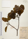 中文名:白臼(S086622)學名:Sapium discolor Muell.-Arg.(S086622)英文名:Taiwan Sapium, Taiwan Tallow-tree