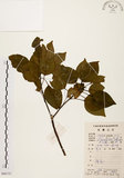 中文名:白臼(S086737)學名:Sapium discolor Muell.-Arg.(S086737)英文名:Taiwan Sapium, Taiwan Tallow-tree