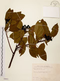中文名:白臼(S089823)學名:Sapium discolor Muell.-Arg.(S089823)英文名:Taiwan Sapium, Taiwan Tallow-tree