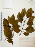 中文名:白臼(S089940)學名:Sapium discolor Muell.-Arg.(S089940)英文名:Taiwan Sapium, Taiwan Tallow-tree