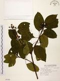 中文名:白臼(S091698)學名:Sapium discolor Muell.-Arg.(S091698)英文名:Taiwan Sapium, Taiwan Tallow-tree