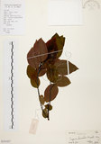 中文名:白臼(S101827)學名:Sapium discolor Muell.-Arg.(S101827)英文名:Taiwan Sapium, Taiwan Tallow-tree