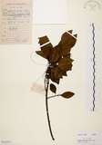 中文名:白臼(S102213)學名:Sapium discolor Muell.-Arg.(S102213)英文名:Taiwan Sapium, Taiwan Tallow-tree