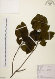 中文名:白臼(S103697)學名:Sapium discolor Muell.-Arg.(S103697)英文名:Taiwan Sapium, Taiwan Tallow-tree