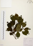 中文名:白臼(S103971)學名:Sapium discolor Muell.-Arg.(S103971)英文名:Taiwan Sapium, Taiwan Tallow-tree