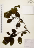 中文名:白臼(S104031)學名:Sapium discolor Muell.-Arg.(S104031)英文名:Taiwan Sapium, Taiwan Tallow-tree