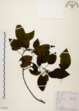 中文名:白臼(S104450)學名:Sapium discolor Muell.-Arg.(S104450)英文名:Taiwan Sapium, Taiwan Tallow-tree