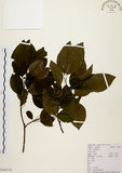 中文名:白臼(S104736)學名:Sapium discolor Muell.-Arg.(S104736)英文名:Taiwan Sapium, Taiwan Tallow-tree